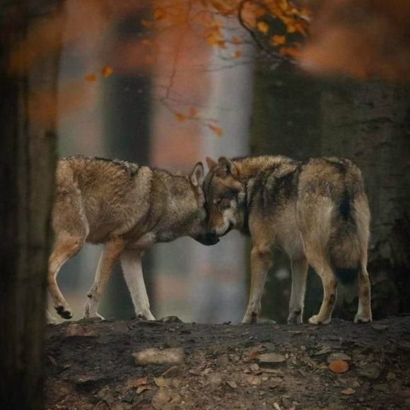 Meet your Posher, Rachel - Picture 1 of 1